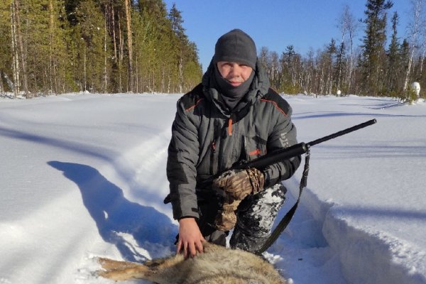 В Троицко-Печорском районе начали добывать волков 