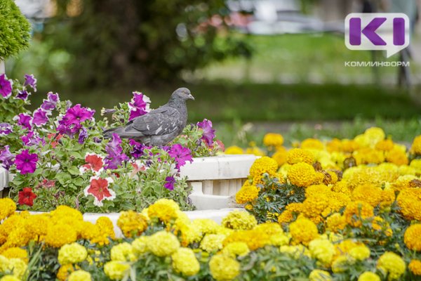 Ухта закупает цветы и декоративную зелень на 3,4 млн рублей

