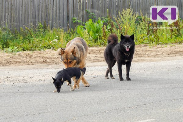 В Инте содержание одной отловленной собаки обойдется в 21 тыс. рублей 