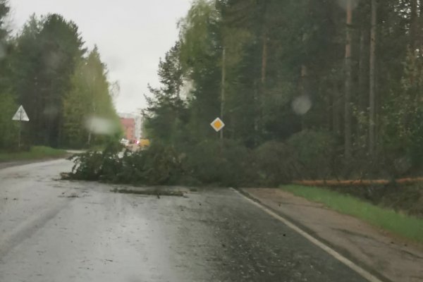 Ураган в Ухте и Сосногорске: повалены деревья, сорваны крыши, разбиты машины