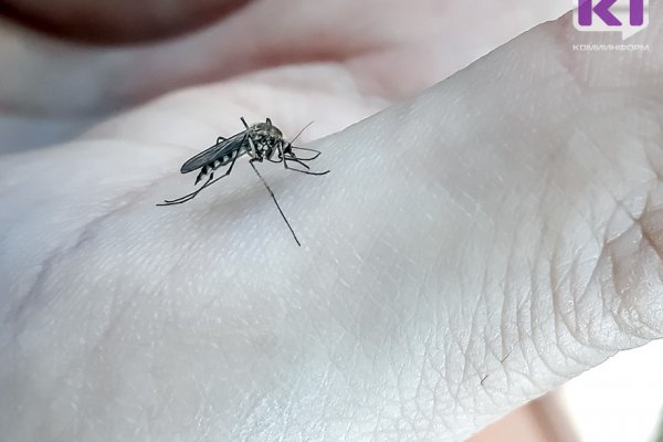 Ученые прогнозируют малую численность комаров в Коми 