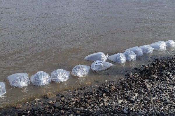 В реку Уса выпустят более 400 тысяч мальков сига