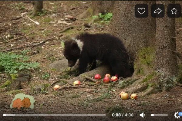 Центр спасения медвежат-сирот показал будни шаловливого медведя из Коми 