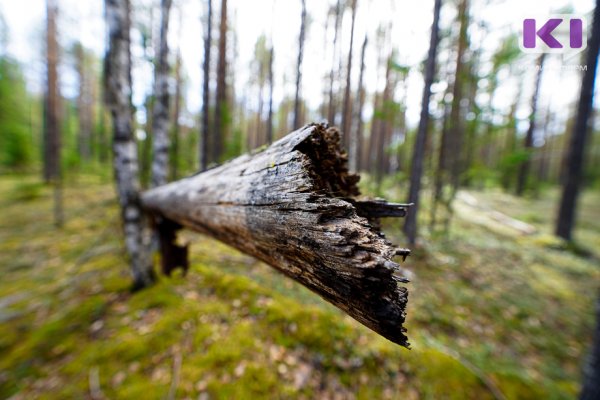 Житель Прилузского района осужден за незаконную рубку лесных насаждений в особо крупном размере
