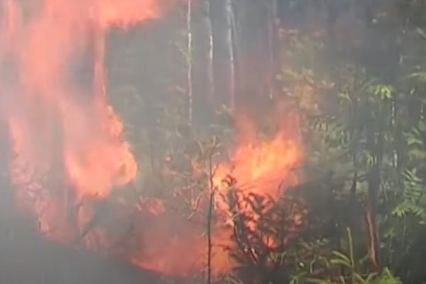 Текущим летом в Коми зафиксировано в два раза больше лесных пожаров, чем за весь прошлый год 