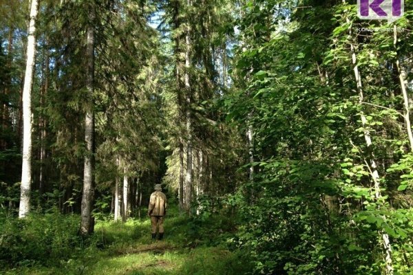 В лесах Коми выявят самые красивые зоны отдыха

