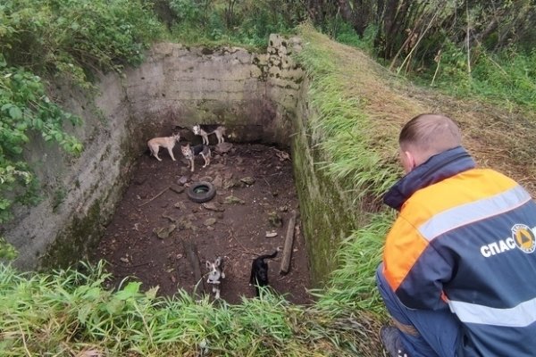 Печорские спасатели проявили смекалку и достали из заброшенной ямы пятерых собак