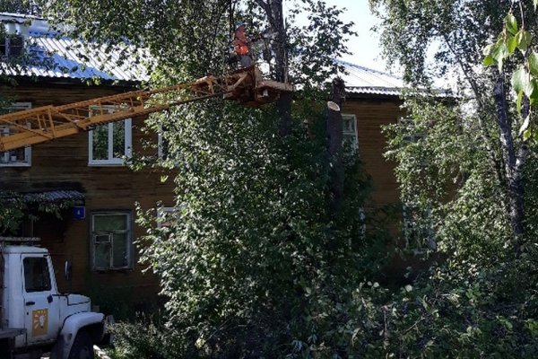 Решаем вместе: в сыктывкарском поселке Выльтыдор спилили опасное дерево