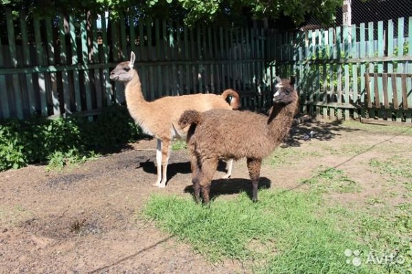 Две сыктывкарские ламы Юннат и Графит ищут новую семью