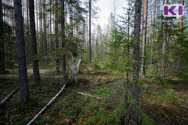 В лесу Троицко-Печорского района жестоко избили девушку, от травм она скончалась