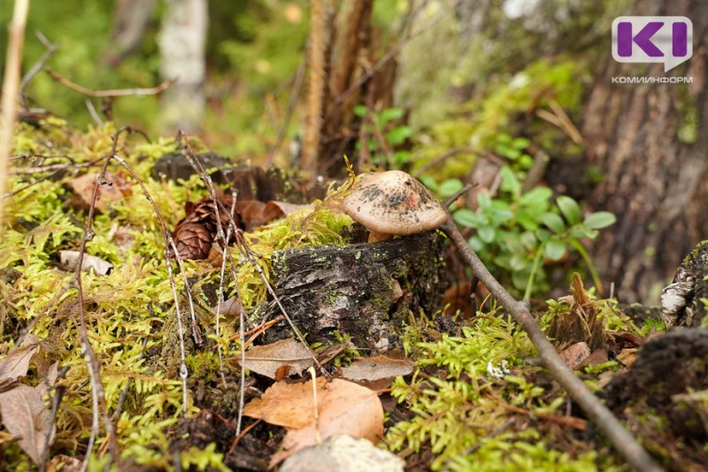 Биологи Коми обнаружили новые виды грибов