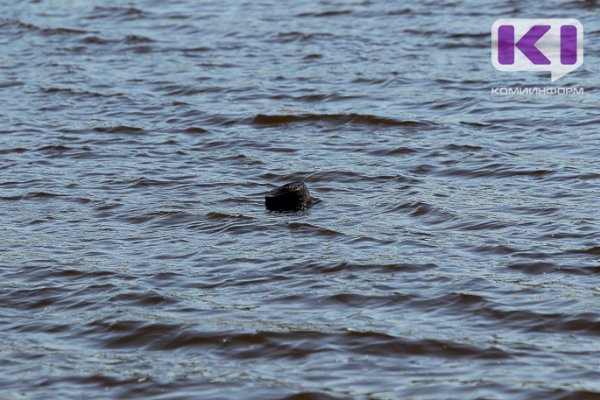 В Коми на реке Печора водолазы ищут упавшего с баржи человека