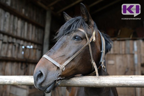 В Сыктывкаре хозяин коня заплатит более 220 тыс. рублей за разбитую машину