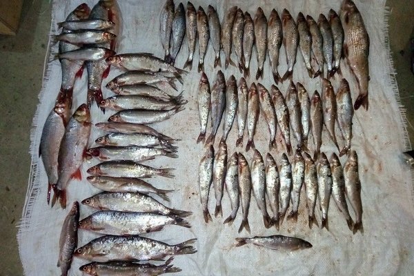 Полицейские Печоры задержали подозреваемых в незаконной ловле рыбы