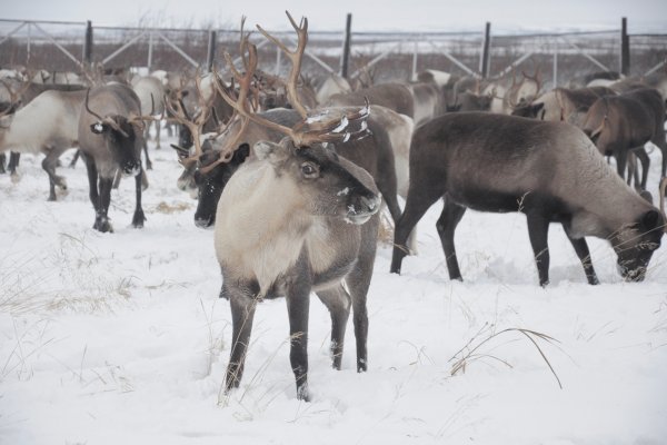 В Коми оленеводы отказываются сдавать мясо на воркутинский пункт и ведут свои стада в ЯНАО