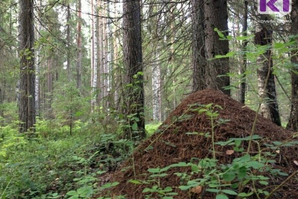 В Печоре вынесен приговор черному лесорубу


