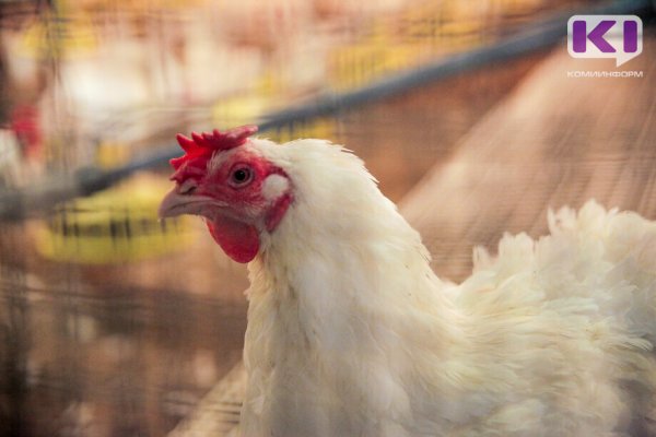 В Коми за год увеличилось производство скота и птицы, но снизилось производство яиц