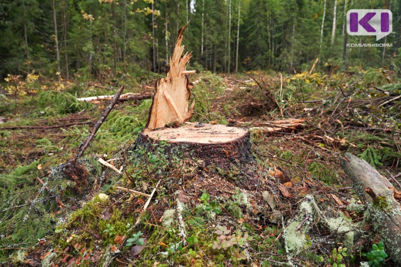 Лесозаготовительное предприятие "Янтарь" выплатит Минприроды Коми почти 5 млн рублей 