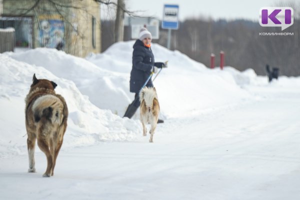 Владельцев собак в Сосногорске предупредили о необходимости опасаться желтую 