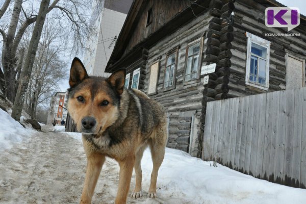 В Усогорске безнадзорные собаки напали на женщину