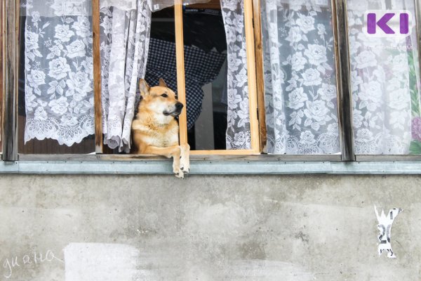 В Корткеросском районе начались рейды по отлову бродячих собак 