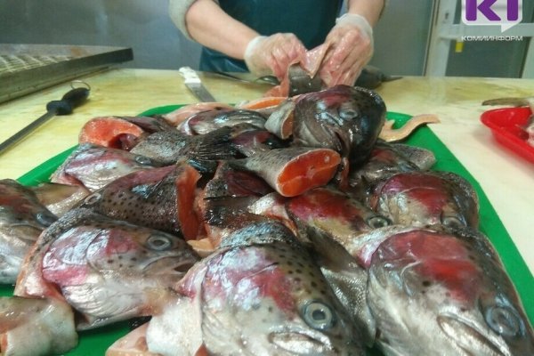 В Коми к концу 2025 года планируют производить до 200 тонн рыбы в год