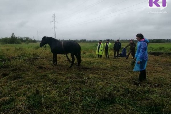В Ижемском районе установлен карантин по инфекционной анемии лошадей