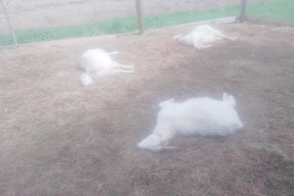 Полицейские установили причину гибели коз в Парчеге