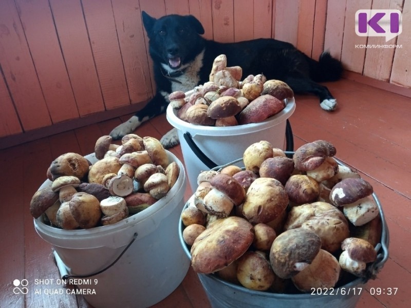 Жители Койгородского района ведрами собирают белые грибы