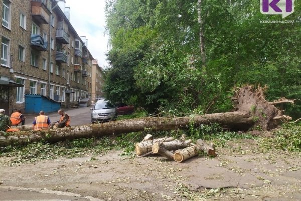 В Сыктывкаре начали массово падать аварийные деревья
