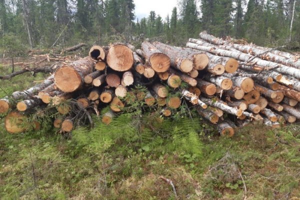 ОНФ призывает привлечь к ответственности виновных в вырубке кедра в Печорском районе