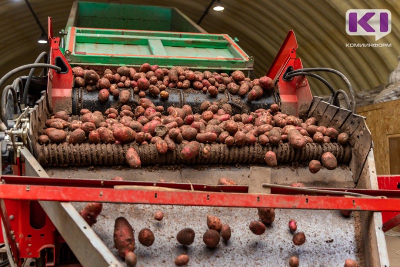 "Пригородный" перешел на круглосуточный режим работы, чтобы собрать рекордный урожай картофеля