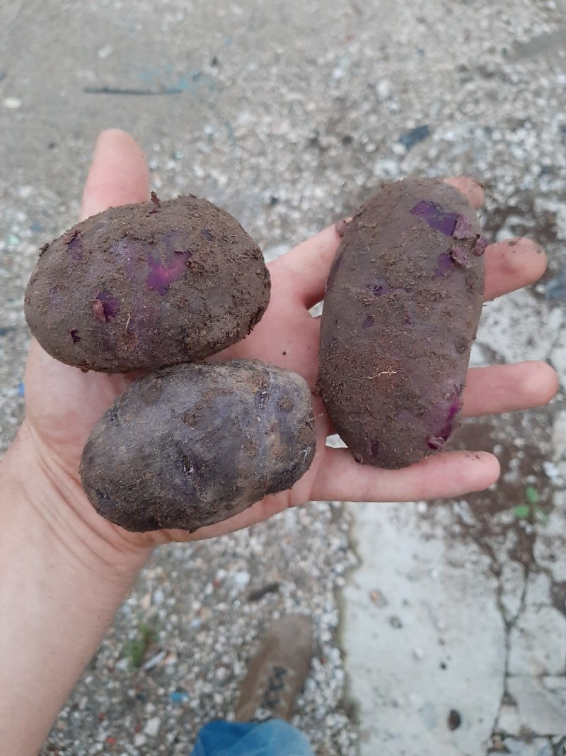 Ухтинец вырастил урожай фиолетового картофеля