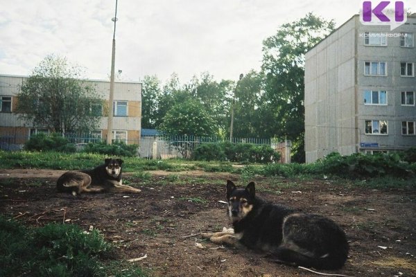В Сыктывкаре утвердили перечень мест, куда нельзя возвращать бездомных собак после отлова