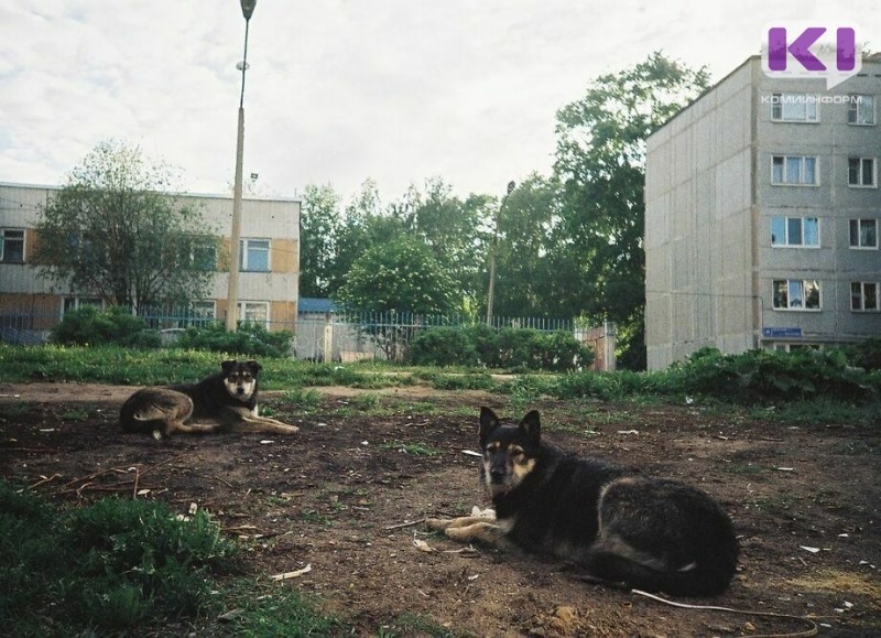 В Сыктывкаре утвердили перечень мест, куда нельзя возвращать бездомных собак после отлова