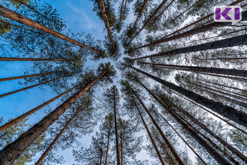 Доступ к данным лесного реестра станет открытым с 2025 года 