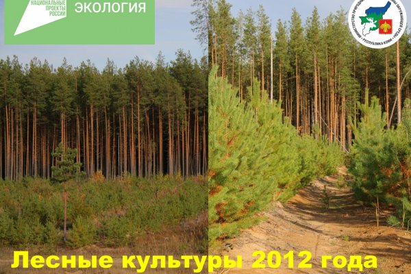 План по искусственному лесовосстановлению в Коми выполнен на 116%