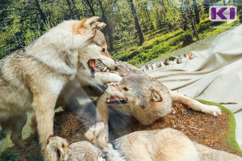 Причины выхода волков к людям – свалки и безнадзорные домашние животные - Минприроды Коми