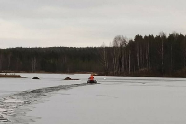 В Сосногорске местных жителей встревожил одинокий лебедь в замерзшем озере