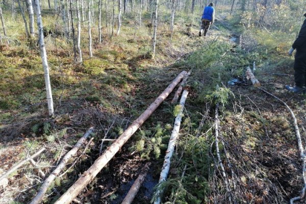 В Троицко-Печорском районе возбуждено уголовное дело по незаконной рубке лесных насаждений