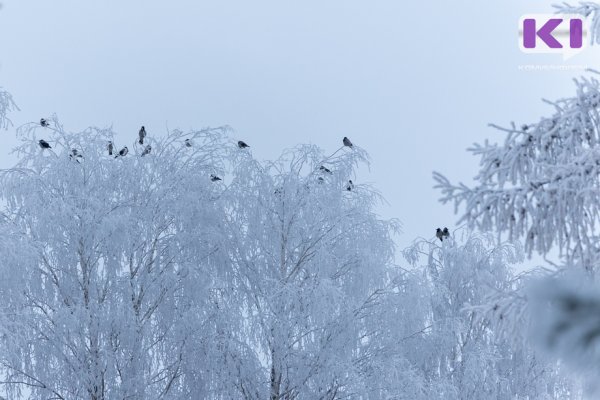 Погода в Коми 30 января: небольшой снег, в отдельных районах гололед