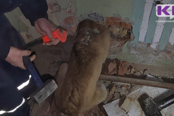 Ухтинские спасатели в 6 утра выехали на помощь собаке 