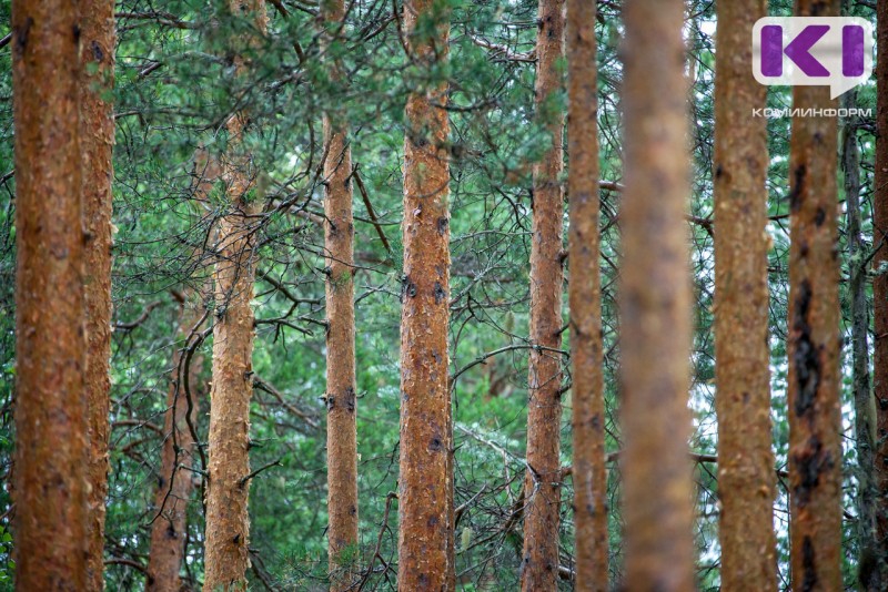 Жительница Прилузья возместит бюджету 1,8 млн рублей за незаконную рубку лесов

