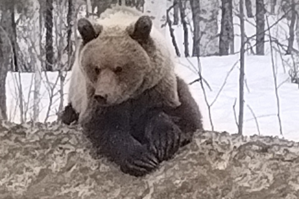 Спасти медведя на Ухтинской трассе может только благоразумие людей - Минприроды