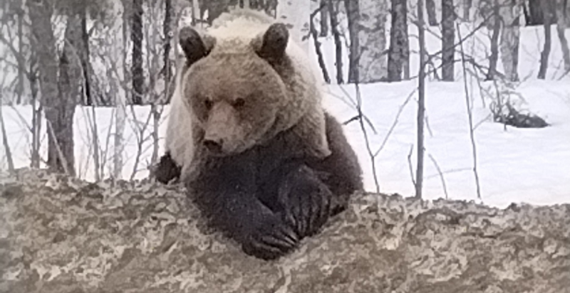 Спасти медведя на Ухтинской трассе может только благоразумие людей - Минприроды