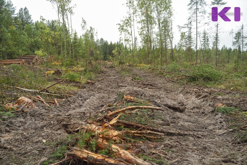Сыктывкарец незаконно вырубил 49 сосен и 287 берез в Троицко-Печорском районе