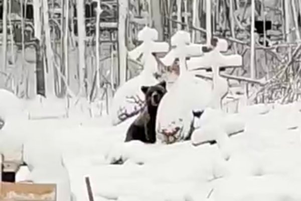 На кладбищах Коми местные жители заметили медведей 