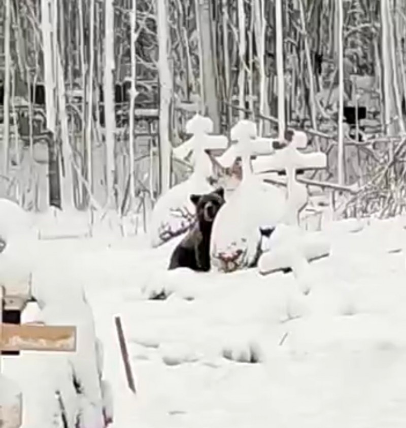 На кладбищах Коми местные жители заметили медведей 