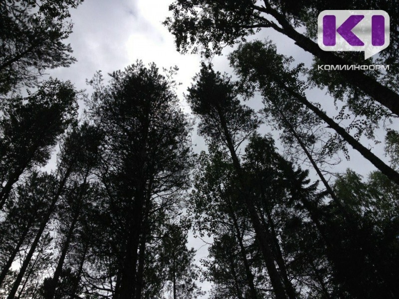 В Коми проведут оценку молодых лесов на территории трех лесничеств
