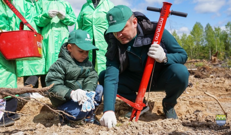 Сотрудники компании "Лузалес" высадили 7 тысяч сеянцев сосны в Сыктывдинском лесничестве
